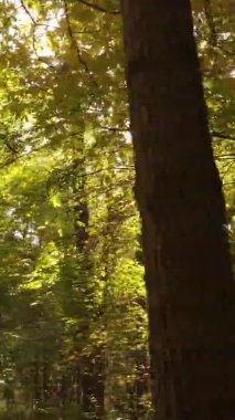 Sonbaharda ormandaki ağaçların dikey videosu