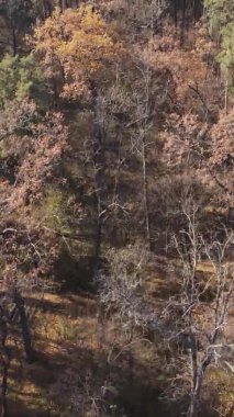 Sonbaharda ormandaki ağaçların dikey videosu