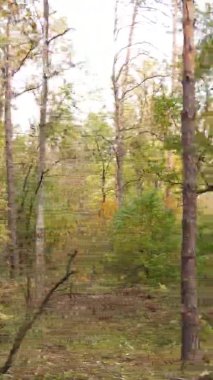 Sonbaharda ormandaki ağaçların dikey videosu