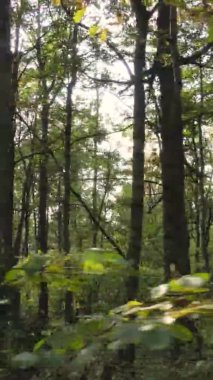 Sonbaharda ormandaki ağaçların dikey videosu