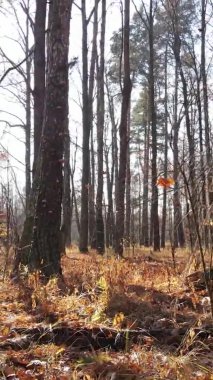 Sonbaharda ormandaki ağaçların dikey videosu