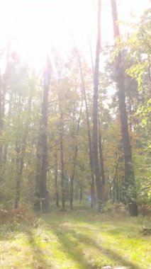 Sonbaharda ormandaki ağaçların dikey videosu