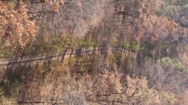 Sonbaharda ormandaki ağaçların dikey videosu