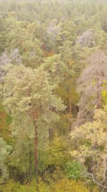 Sonbaharda ormandaki ağaçların dikey videosu