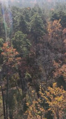 Sonbaharda ormandaki ağaçların dikey videosu