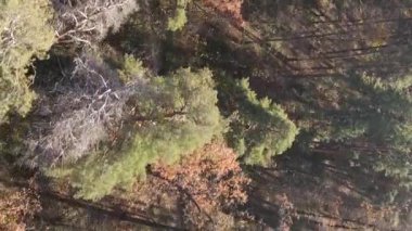 Sonbaharda ormandaki ağaçların dikey videosu