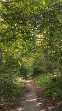 Sonbaharda ormandaki ağaçların dikey videosu