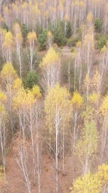 Sonbaharda ormandaki ağaçların dikey videosu