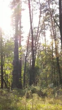 Sonbaharda ormandaki ağaçların dikey videosu