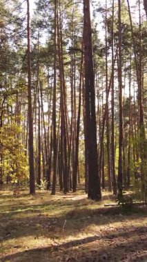 Sonbaharda ormandaki ağaçların dikey videosu