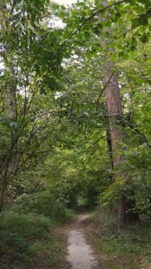 Sonbaharda ormandaki ağaçların dikey videosu