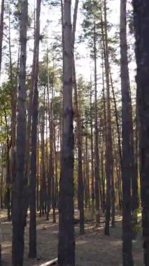 Sonbaharda ormandaki ağaçların dikey videosu