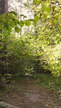 Sonbaharda ormandaki ağaçların dikey videosu