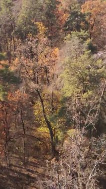 Sonbaharda ormandaki ağaçların dikey videosu