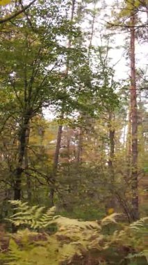 Sonbaharda ormandaki ağaçların dikey videosu