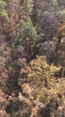 Sonbaharda ormandaki ağaçların dikey videosu