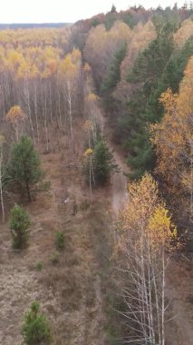 Sonbaharda ormandaki ağaçların dikey videosu