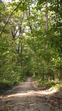 Sonbaharda ormandaki ağaçların dikey videosu