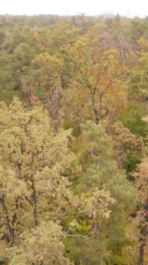 Sonbaharda ormandaki ağaçların dikey videosu