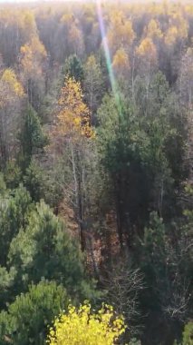 Sonbaharda ormandaki ağaçların dikey videosu