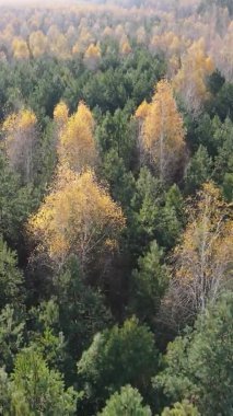 Sonbaharda ormandaki ağaçların dikey videosu