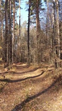 Sonbaharda ormandaki ağaçların dikey videosu