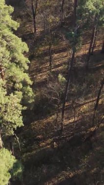 Sonbaharda ormandaki ağaçların dikey videosu