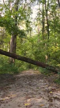 Sonbaharda ormandaki ağaçların dikey videosu
