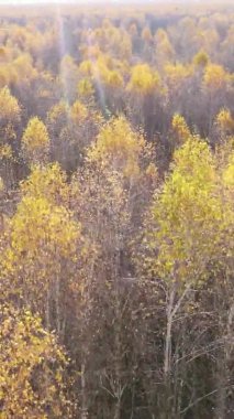 Sonbaharda ormandaki ağaçların dikey videosu