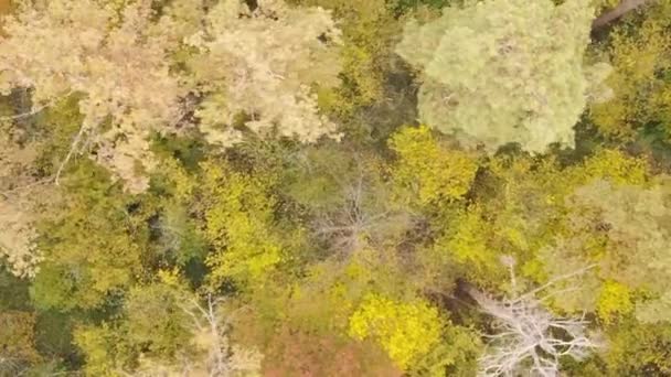 Вертикальное Видео Деревьев Лесу Осенью — стоковое видео