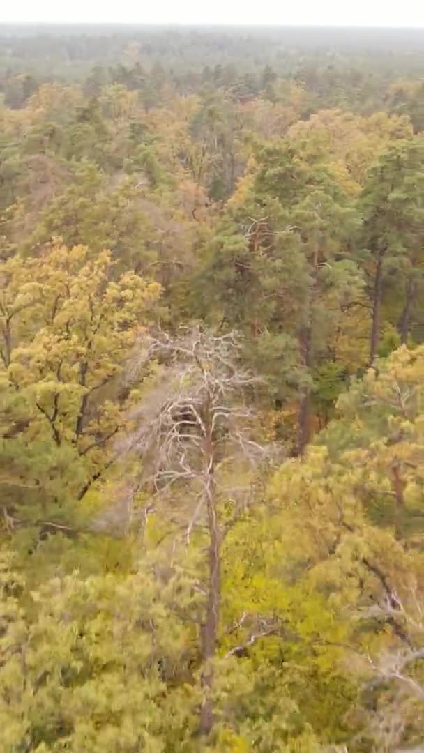 Vertikales Video Von Bäumen Wald Herbst — Stockvideo