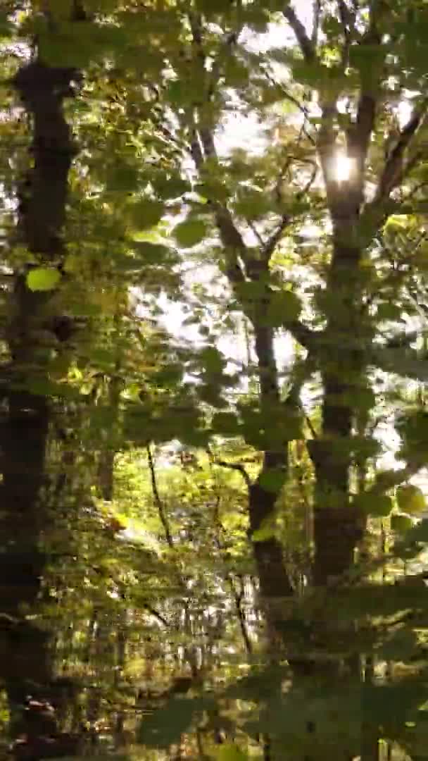 Vertikal Video Träd Skogen Hösten — Stockvideo