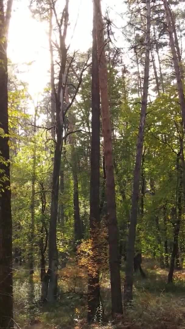 Video Verticale Degli Alberi Nella Foresta Autunno — Video Stock