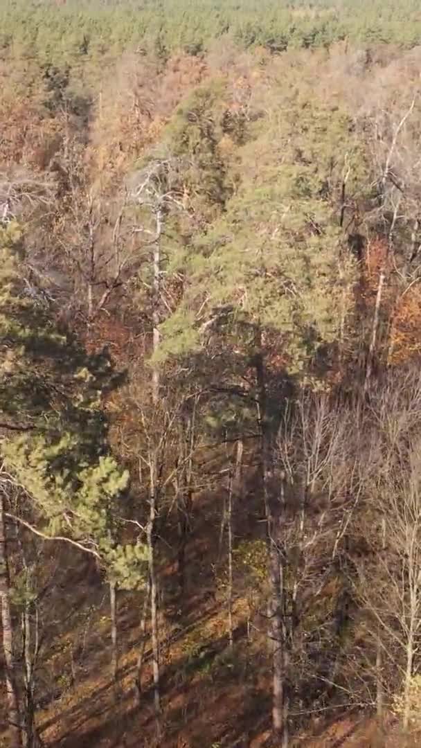 秋の森の木々の垂直ビデオ — ストック動画