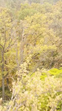 Sonbaharda ormandaki ağaçların dikey videosu