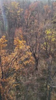 Sonbaharda ormandaki ağaçların dikey videosu