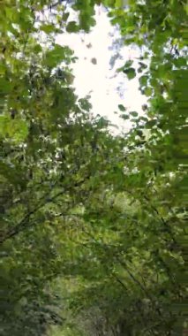 Sonbaharda ormandaki ağaçların dikey videosu