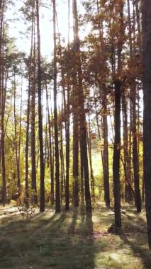 Sonbaharda ormandaki ağaçların dikey videosu