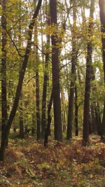 Sonbaharda ormandaki ağaçların dikey videosu