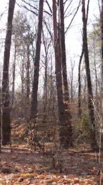 Sonbaharda ormandaki ağaçların dikey videosu