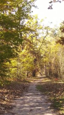Sonbaharda ormandaki ağaçların dikey videosu