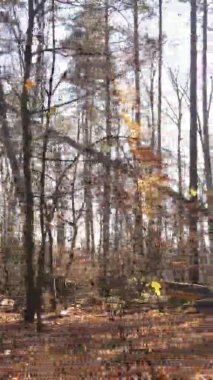 Sonbaharda ormandaki ağaçların dikey videosu