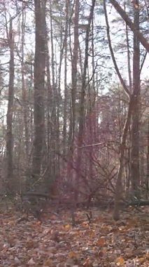 Sonbaharda ormandaki ağaçların dikey videosu