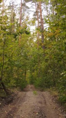 Sonbaharda ormandaki ağaçların dikey videosu