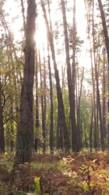 Sonbaharda ormandaki ağaçların dikey videosu