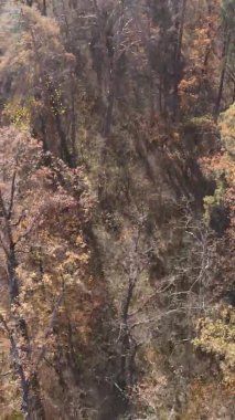 Sonbaharda ormandaki ağaçların dikey videosu