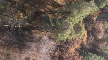 Sonbaharda ormandaki ağaçların dikey videosu