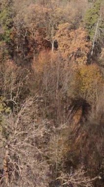 Sonbaharda ormandaki ağaçların dikey videosu