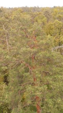 Sonbaharda ormandaki ağaçların dikey videosu