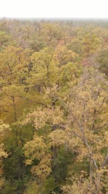 Sonbaharda ormandaki ağaçların dikey videosu